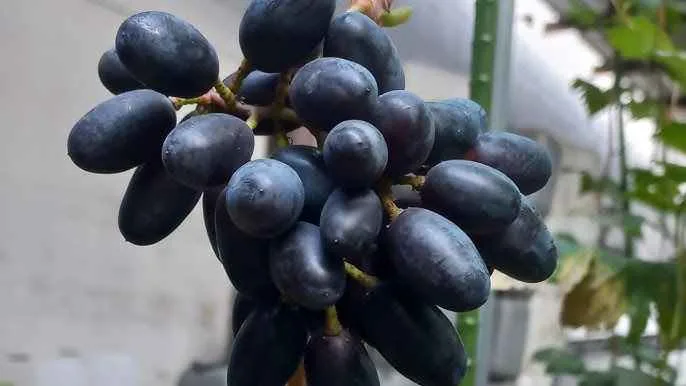 Mengenal Lebih Dekat Anggur Akademik: Si Buah Premium Yang Menjanjikan