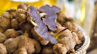 Manfaat Jahe Hitam Untuk Kesehatan! Dari Hutan Asia Tenggara