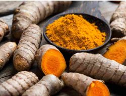 Temulawak (Curcuma xanthorrhiza): Eksplorasi Ilmiah Rimpang Tradisional Nusantara