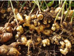 6 Manfaat Tanaman Lempuyang Dan Khasiatnya