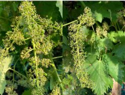 Merawat Bunga Anggur Agar Tidak Rontok Dan Gosong