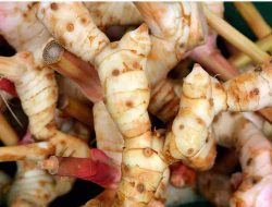 Lengkuas (Alpinia galanga)