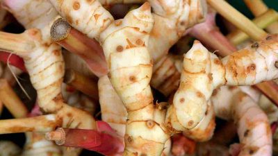 Lengkuas (Alpinia galanga)