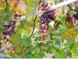 Cara Merawat Anggur Agar Tidak Busuk Saat Musim Hujan