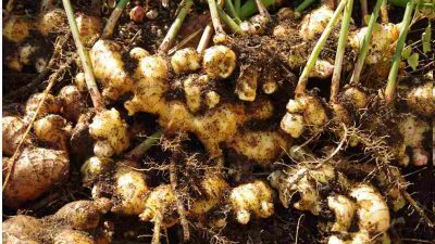 Kencur (Kaempferia Galanga L) Tumbuhan Potensi Farmakologis Tinggi