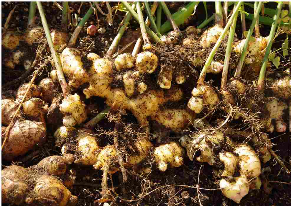 Kencur (Kaempferia Galanga L) Tumbuhan Potensi Farmakologis Tinggi