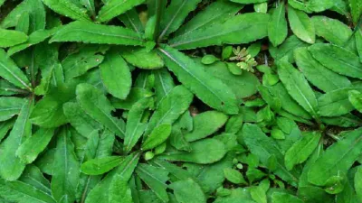 Manfaat TanamanTapak Leman & Kandungan Zat Berharga