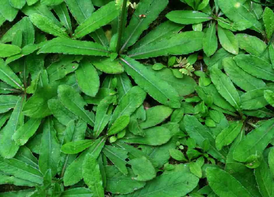 Manfaat TanamanTapak Leman & Kandungan Zat Berharga