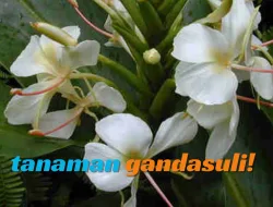 Kandungan Gandasuli & Manfaatnya untuk Kesehatan Tubuh