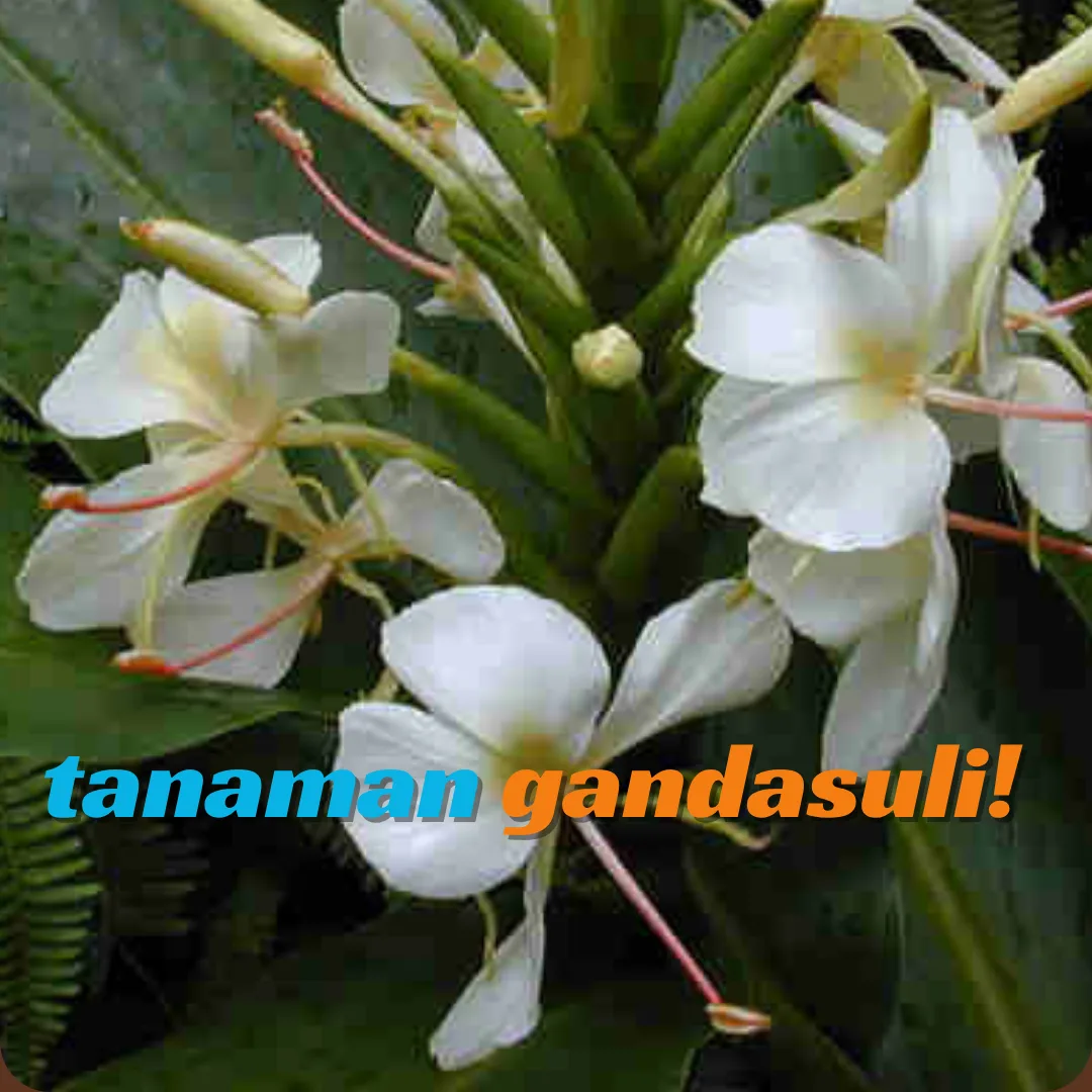 Kandungan Tanaman Gandasuli & Manfaat Bagi Kesehatan