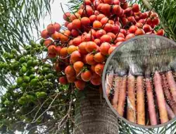 10 Manfaat Akar Pinang Untuk Kesehatan Yang Jarang Diketahui