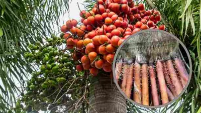 Buah pinang di pohon dan akar pinang yang bermanfaat untuk kesehatan.