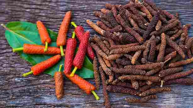 Buah cabai jawa segar dan kering sebagai tanaman herbal tradisional Indonesia yang kaya manfaat kesehatan