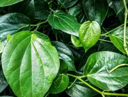 10 Manfaat Daun Sirih (Piper betle L) Dan Cara Penggunaannya