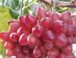 5 Cara Sederhana Budidaya Anggur Bogema Cepat Berbuah