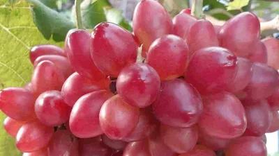 5 Cara Sederhana Budidaya Anggur Bogema Cepat Berbuah