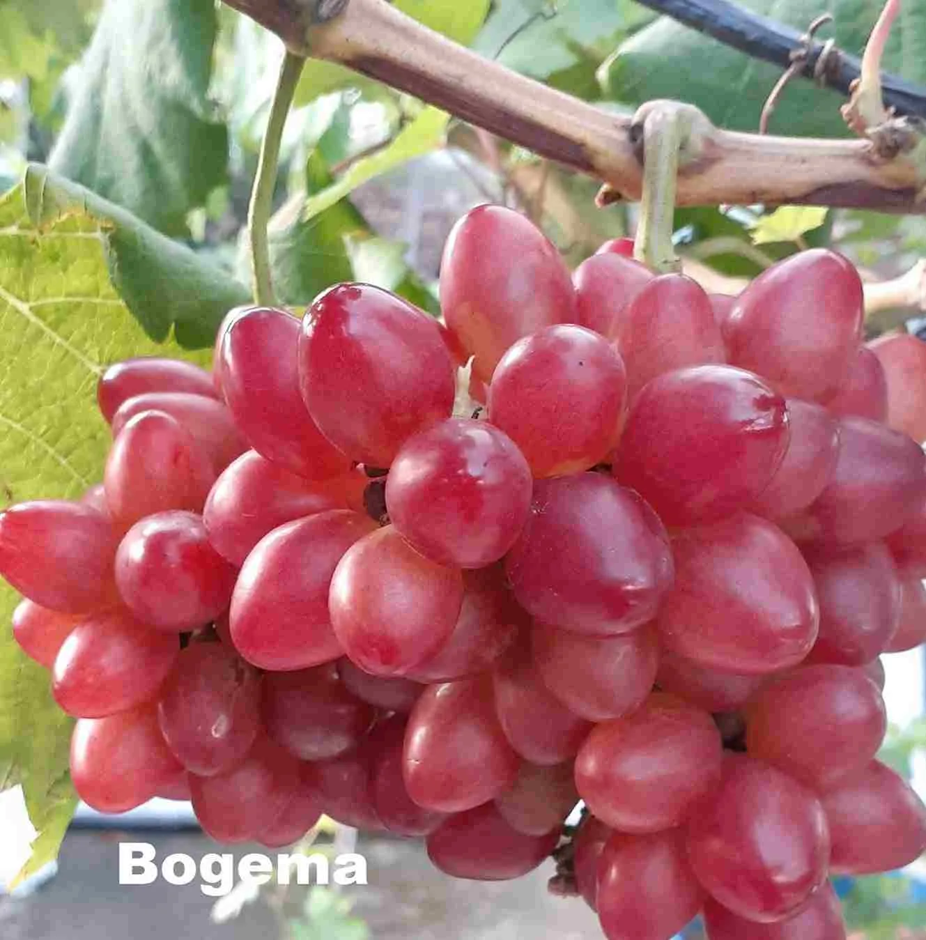 5 Cara Sederhana Budidaya Anggur Bogema Cepat Berbuah