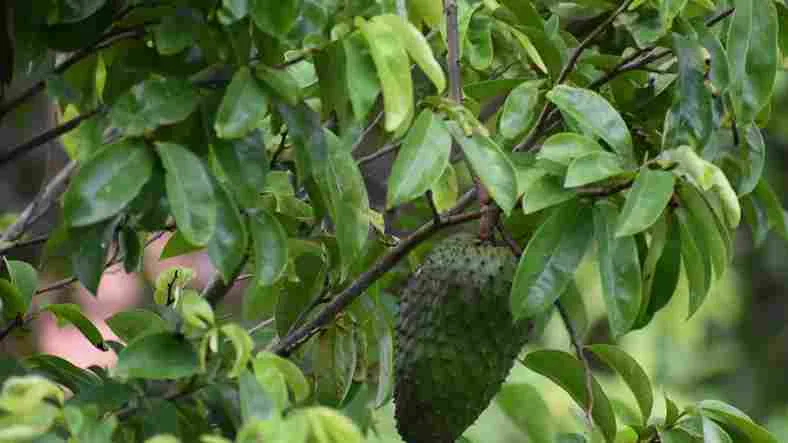 Pohon sirsak dengan buah sirsak dan daun hijau segar
