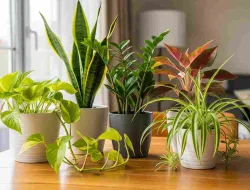 5 Tanaman Hias Indoor: Cocok Untuk Yang Sibuk