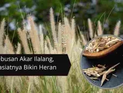 6 Manfaat Akar Ilalang Untuk Kesehatan: Nomor 3 Bikin Kaget!