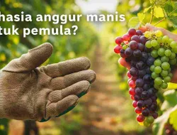 6 Varian Anggur Import Cocok Untuk Pemula: Cepat Berbuah Dan Mudah Dirawat