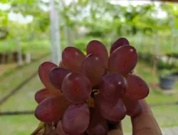 7 Cara Merawat Tanaman Anggur Agar Sehat Dan Berbuah Lebat