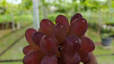 7 Cara Merawat Tanaman Anggur Agar Sehat Dan Berbuah Lebat