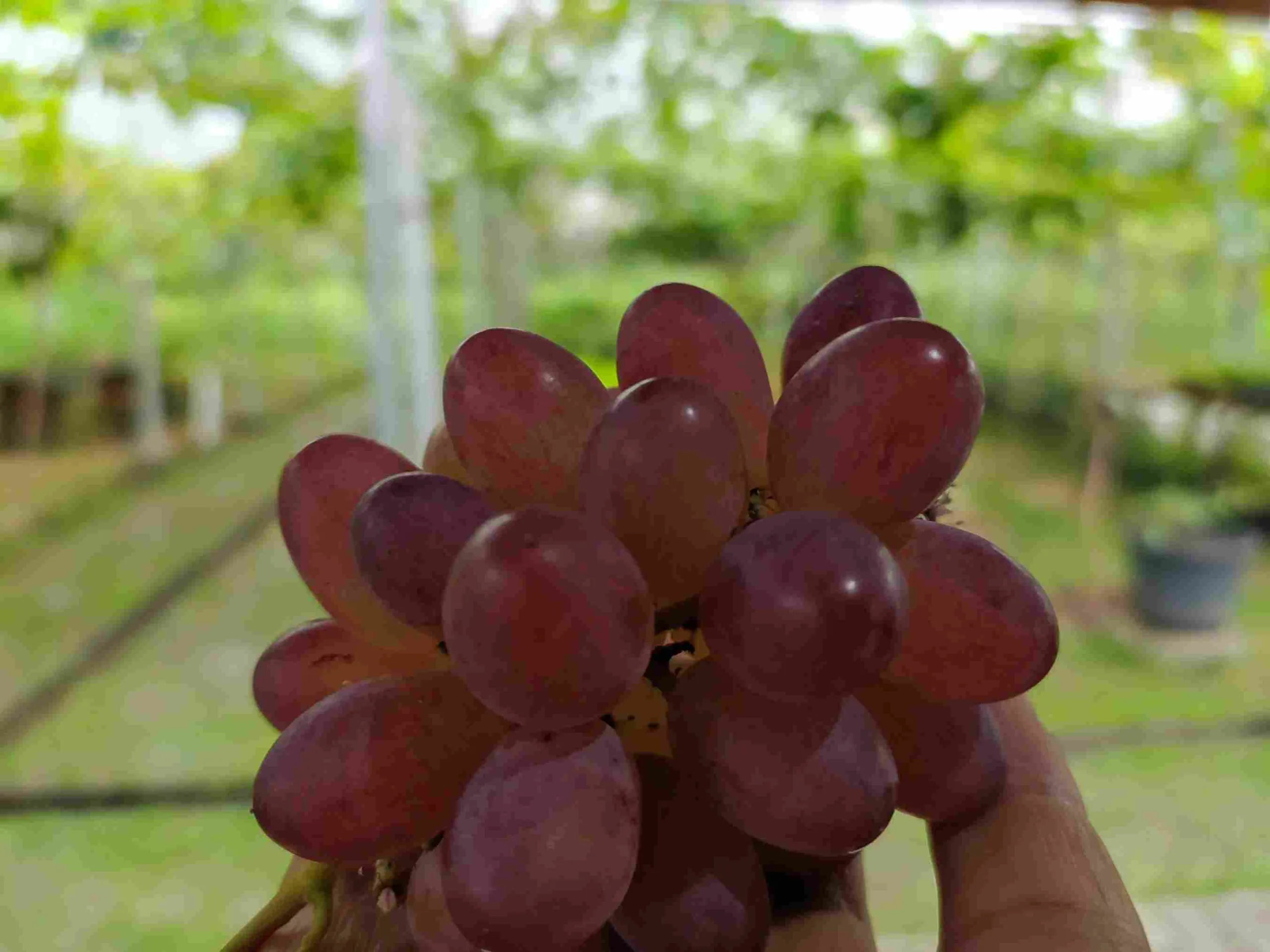 7 Cara Merawat Tanaman Anggur Agar Sehat Dan Berbuah Lebat