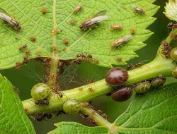 7 Jenis Hama Pada Tanaman Anggur Dan Cara Mengatasinya