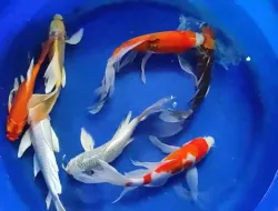 7 Jenis Ikan Koi Slayer Cantik Yang Wajib Kamu Tahu