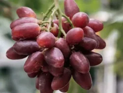 Anggur Taldun, Manis, Crunchy, Dan Bikin Ketagihan!