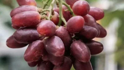 Tandan anggur Taldun merah berbentuk lonjong dengan ukuran besar dan tekstur crunchy
