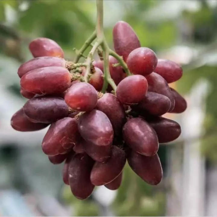 Tandan anggur Taldun merah berbentuk lonjong dengan ukuran besar dan tekstur crunchy
