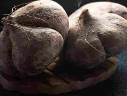 Bengkuang (Pachyrhizus erosus) Umbi Segar Kaya Manfaat
