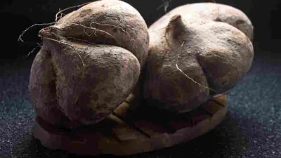 Bengkuang (Pachyrhizus erosus) Umbi Segar Kaya Manfaat