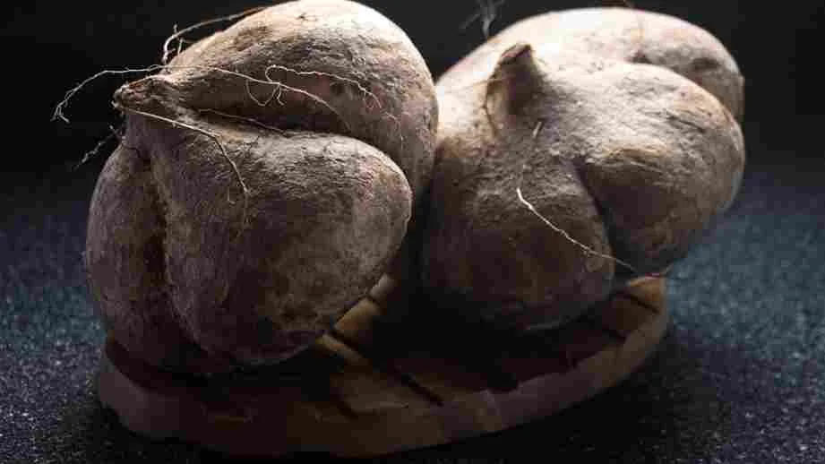 Bengkuang (Pachyrhizus erosus) Umbi Segar Kaya Manfaat