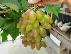 Buktikan Sendiri! Trik Sederhana Bikin Anggur Dixon Berbuah Manis