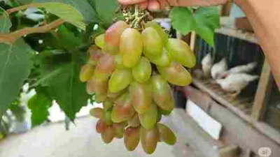 Buah anggur Dixon berwarna hijau kemerahan tumbuh lebat dalam satu dompol di pohon anggur