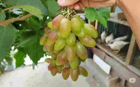 Buah anggur Dixon berwarna hijau kemerahan tumbuh lebat dalam satu dompol di pohon anggur