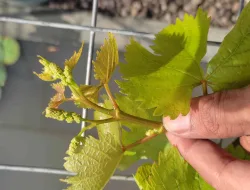 Cara Anggur Oscar Cepat Berbuah Di Usia 5 Bulan