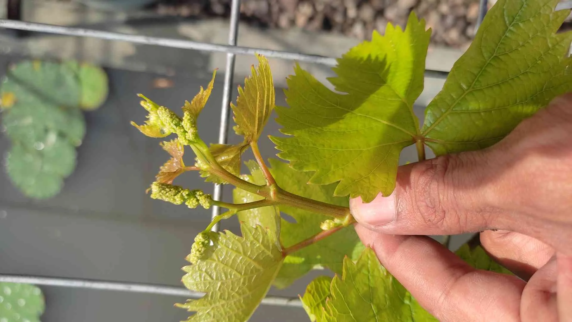 Cara Anggur Oscar Cepat Berbuah Di Usia 5 Bulan