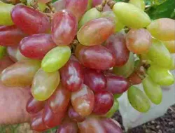 Cara Budidaya Anggur Baikonur New