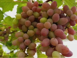 Cara Membuahkan Anggur Jupiter Berbuah Lebat