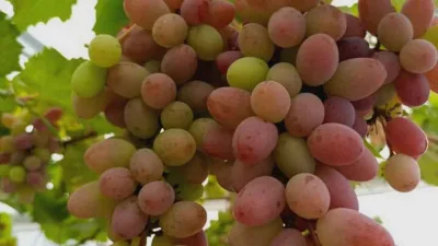 Cara Membuahkan Anggur Jupiter Berbuah Lebat