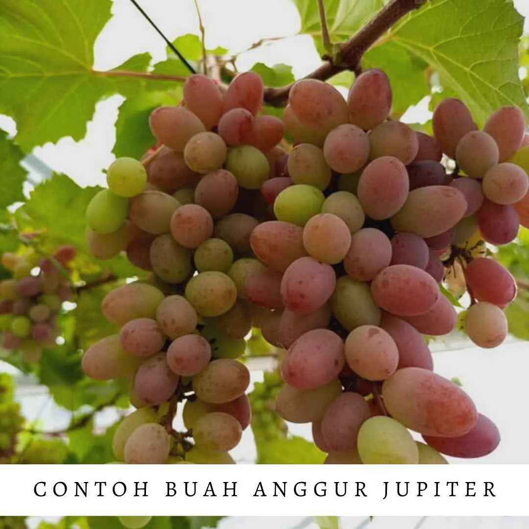 Cara Membuahkan Anggur Jupiter Berbuah Lebat