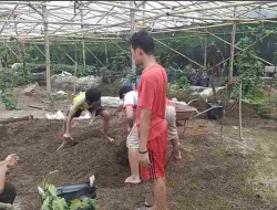 Cara Membuat Media Tanam Anggur Yang Subur Dan Praktis