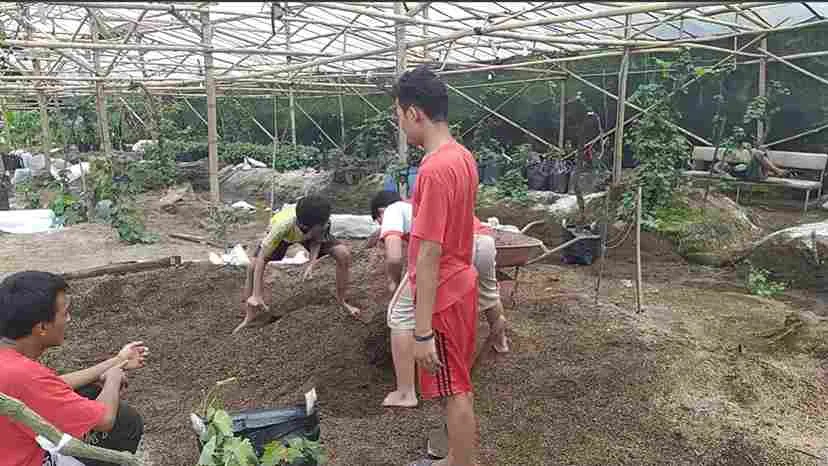 Cara Membuat Media Tanam Anggur Yang Subur Dan Praktis