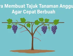 Cara Membuat Tajuk Tanaman Anggur Agar Cepat Berbuah & Hasilnya Optimal