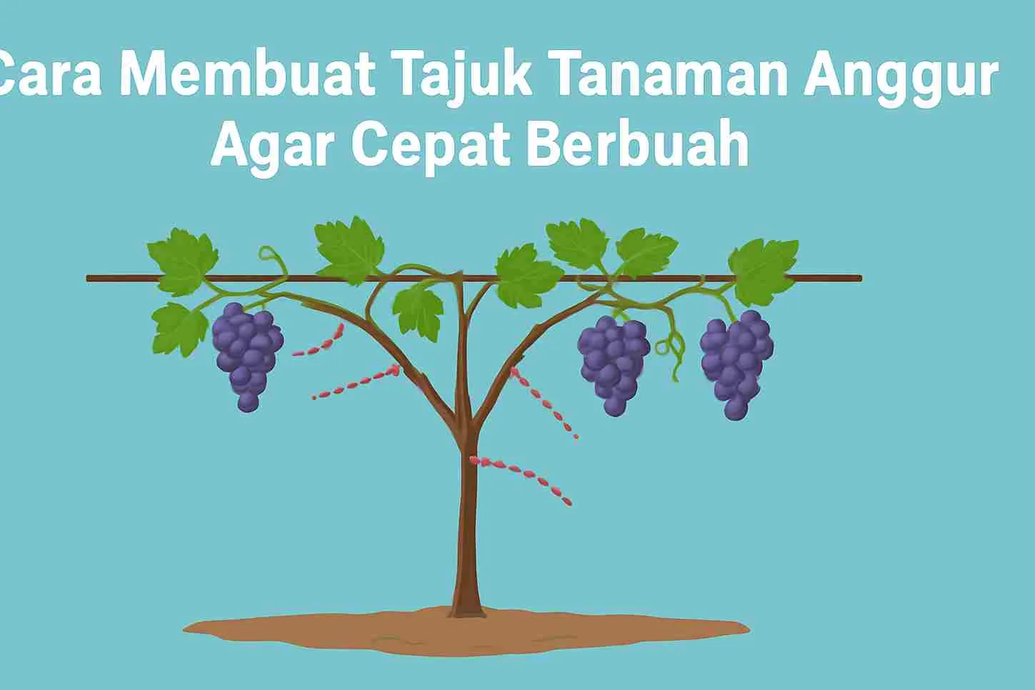 Ilustrasi tanaman anggur dengan tajuk model tralis, memperlihatkan cabang primer, sekunder, dan arah pemangkasan untuk pembuahan optimal.