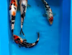 Cara Memilih Anakan Koi Showa Berkualitas Untuk Pemula